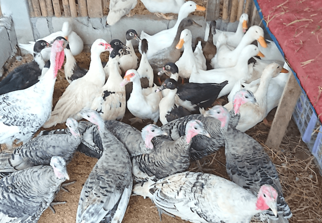 Paano Turuan ang mga Pabo at Bibe na Huwag Humapon sa mga Puno at Bubungan