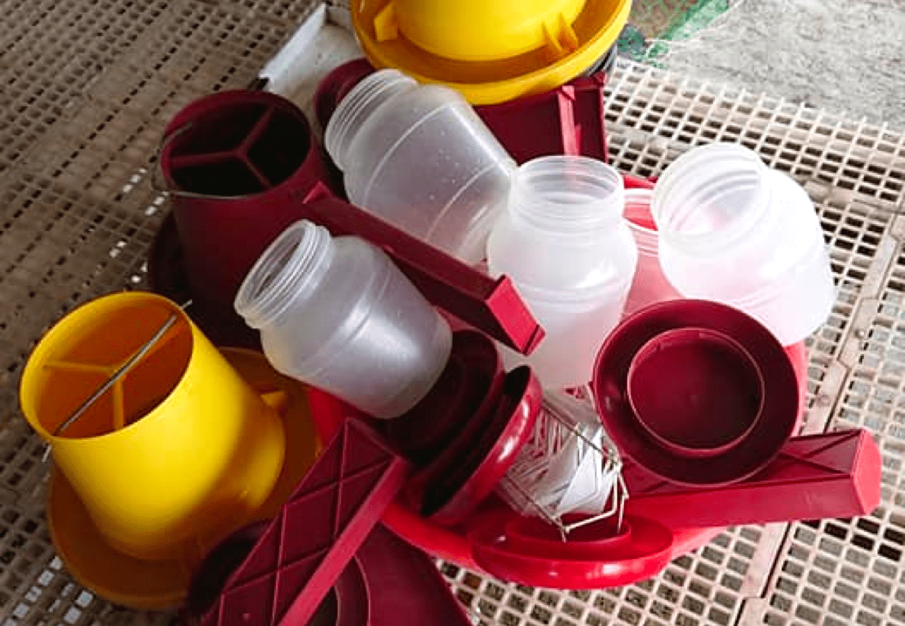 Tips sa Pagdi-Disinfect ng Area ng mga Rhode Island Red at Buong Farm