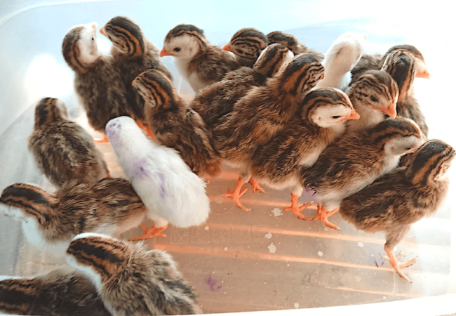 10 Newly Hatched Guinea Fowl Bengala Keets Raising Tips