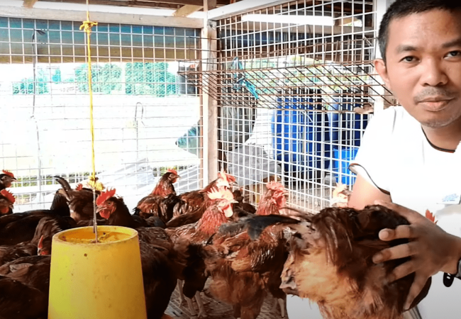 3 Dahilan Kung Bakit Hiwalay Ang Aming Mga Rhode Island Red Roosters sa mga Hens for 21 Weeks