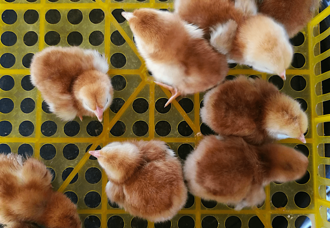 3 Paraan Para Matukoy ang Gender ng Sisiw na Rhode Island Red