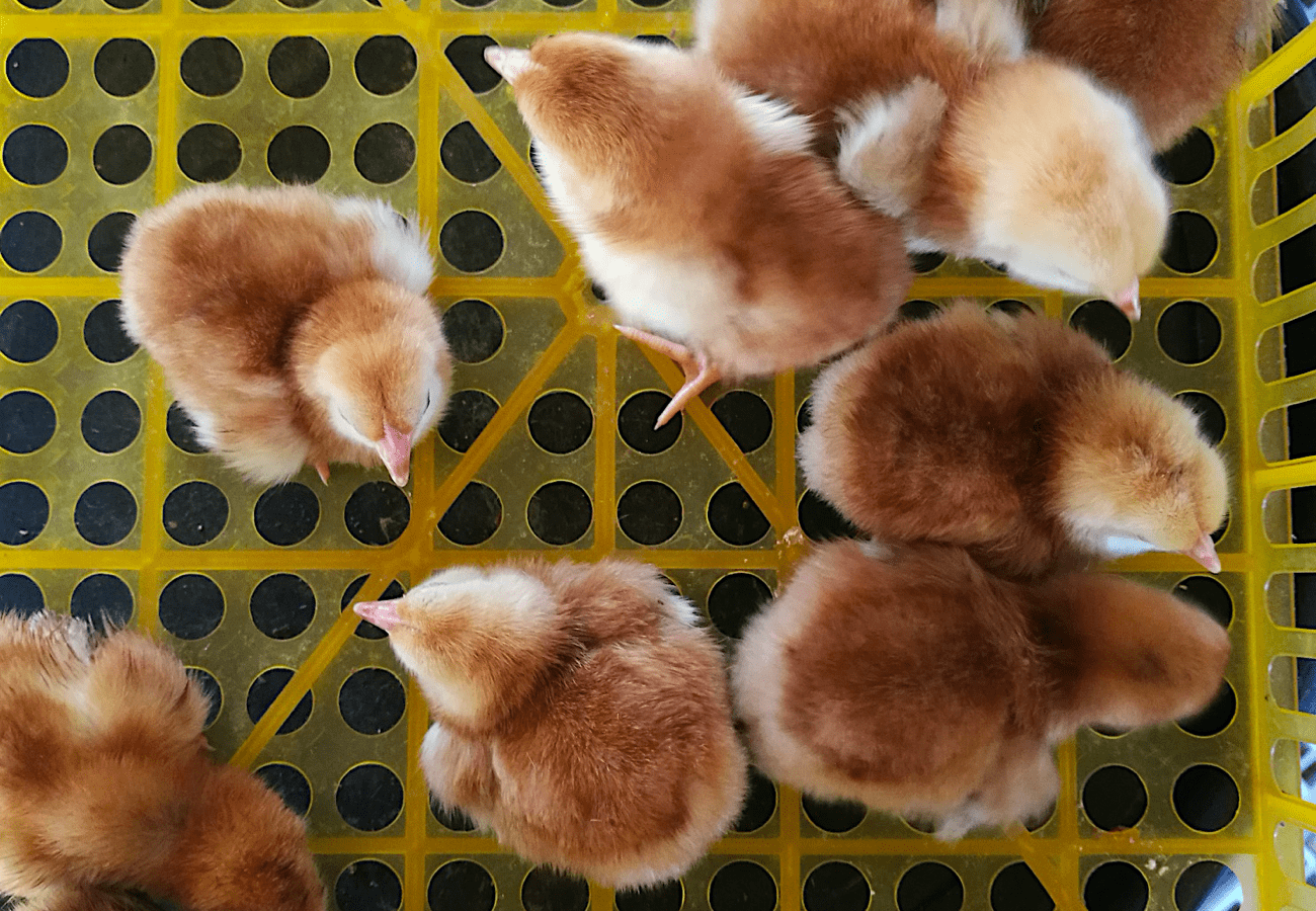 3 Paraan Para Matukoy ang Gender ng Sisiw na Rhode Island Red