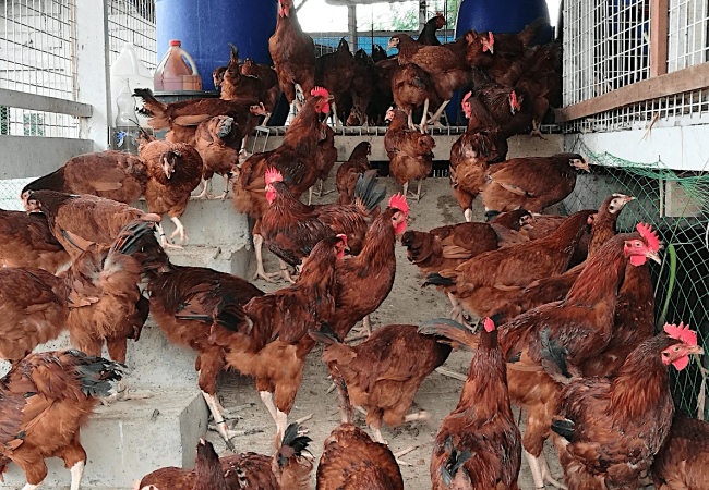 48 Rhode Island Red Cockerels Available for Swapping to Avoid Inbreeding