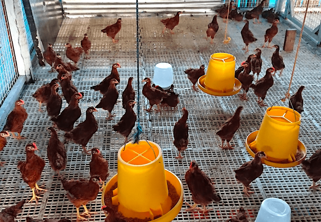 Alin ang Cockerel at Pullet sa mga Rhode Island Red?