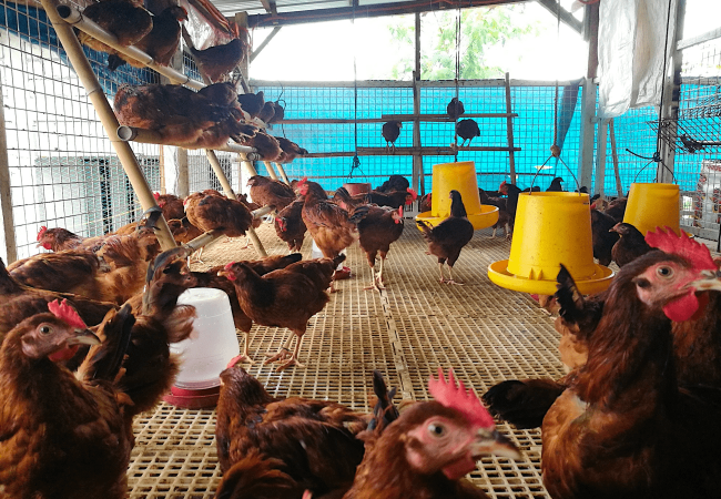 Ang Aming Ginagawa Bago Pakawalan sa Range ang Aming mga Rhode Island Red