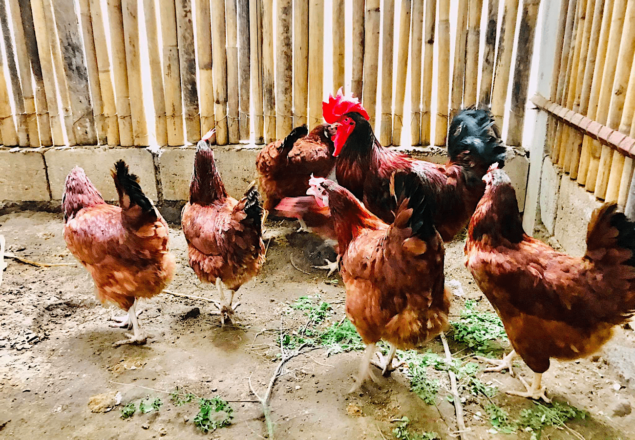 Ang Aming Mga Rhode Island Red Parent Stocks at Tips Bago Mag-alaga ng Rhode Island Red