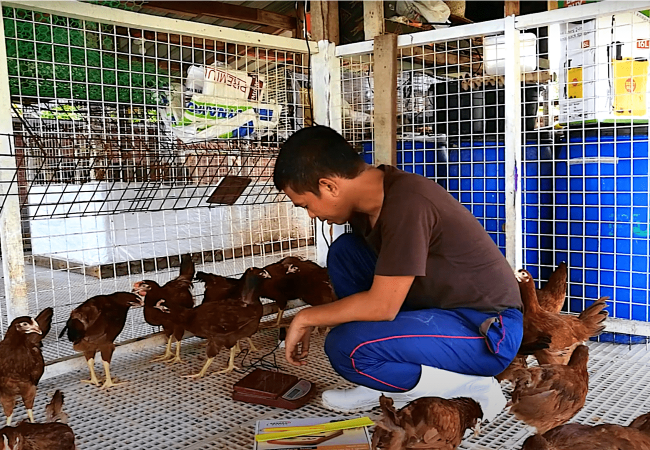 Ang Dapat na Timbang ng 12-week-old Rhode Island Red at Tips sa Pagtitimbang