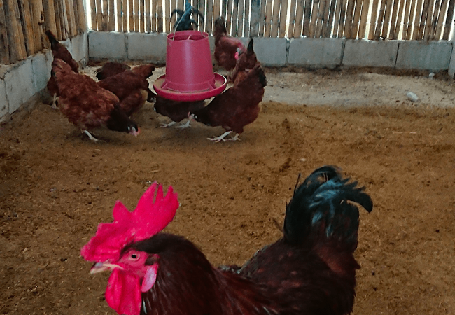 Ano Dapat ang Timbang ng Rhode Island Red Kada Linggo From Week 1 to 21?