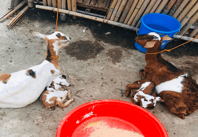 Ano ang mga Dapat Gawin Pagkatapos Manganak ng Kambing?