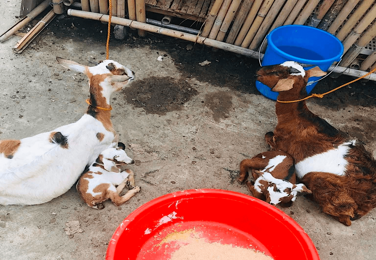 Ano ang mga Dapat Gawin Pagkatapos Manganak ng Kambing?