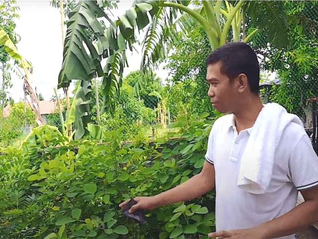 Ano ang mga Halaman na Pwedeng Ipakain sa Kambing, Manok, Rabbit at Iba pang Livestock Animals?