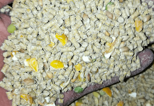 Anong Feed at Gaano Karami ang Ipapakain sa Rhode Island Red from Week 1 Onward?