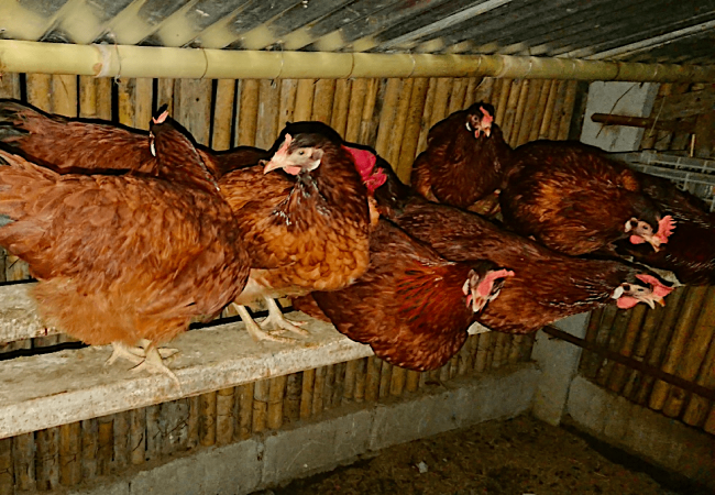 Anong Preparation ang Kailangan Bago Pakawalan sa Free-Range Area ang mga Rhode Island Red