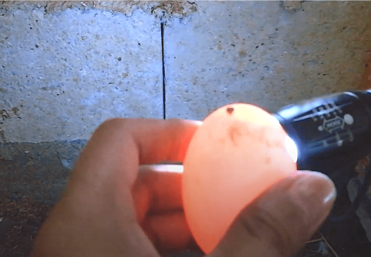 Bakit Kailangan ang Candling Method sa mga Incubated Eggs at Paano Gawin Ito