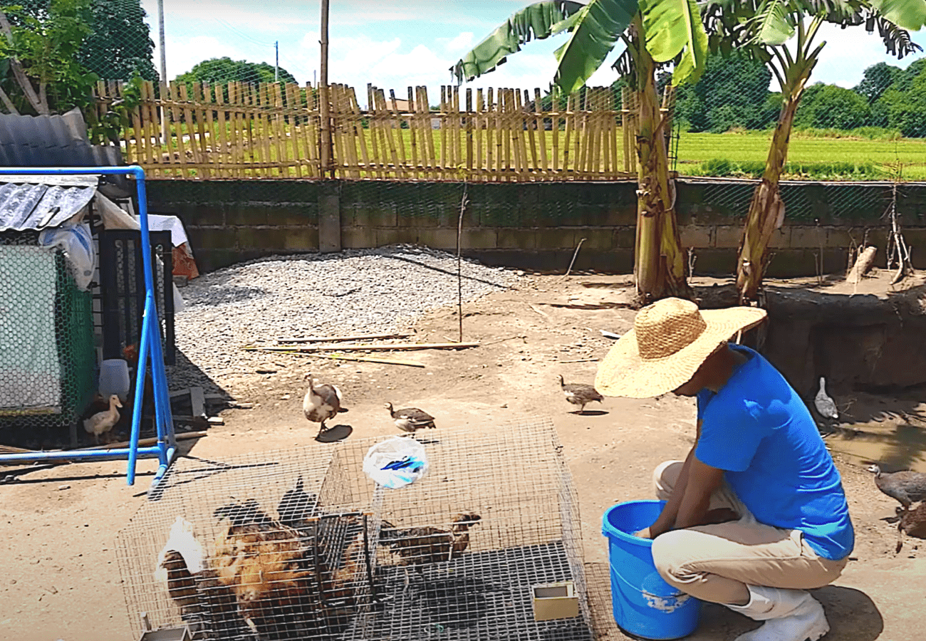 Bakit Kailangan at Paano Paliguan ng Washout Shampoo ang mga Poultry Animals?