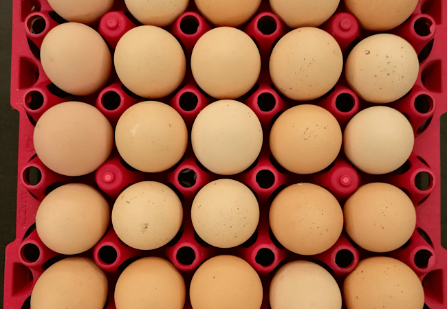 Bakit Kailangang Linisin ang mga Itlog ng Rhode Island Red Bago I-Incubate at Paano