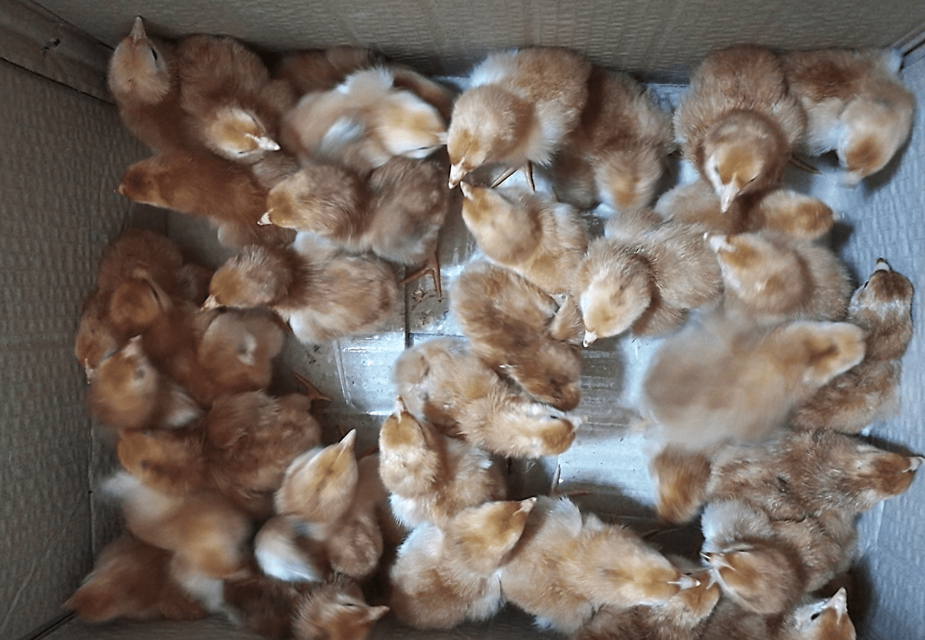 Bakit Kailangang Timbangin ang mga Rhode Island Red Weekly From Week 1 to 21?