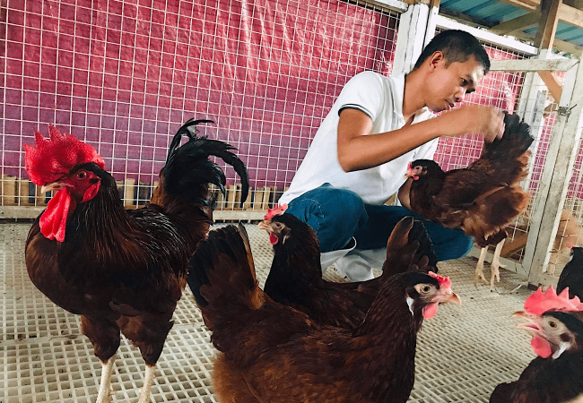 Bakit Mukhang Dark Mahogany Ang Aming Mga Rhode Island Red Kahit Hindi Sila Dark Mahogany?