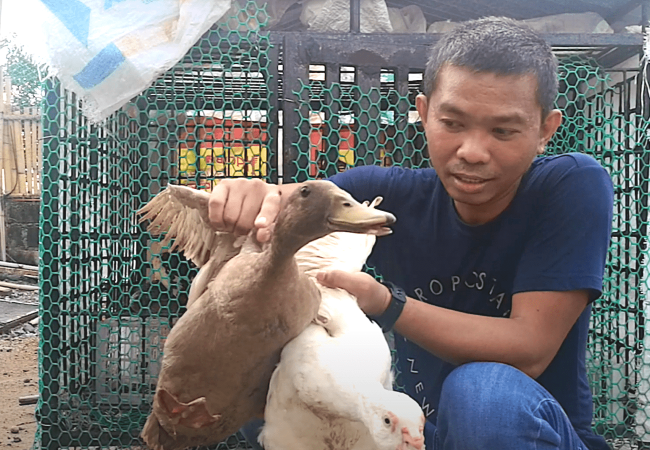 Bakit at Paano Kami Nagko-crossbreed ng Muscovy Duck at Mallard Duck to Produce a Bitek o Bitik?