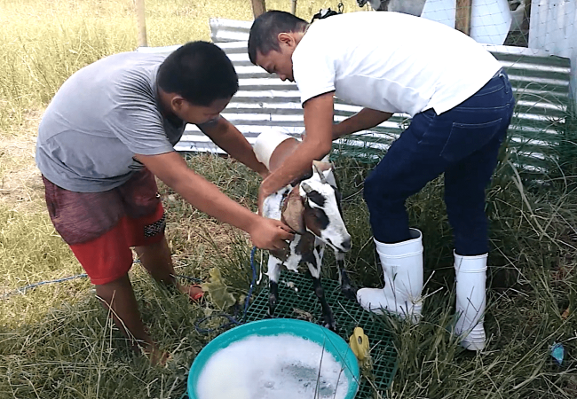 Bakit at Paano Kami Nagpapaligo ng Kambing