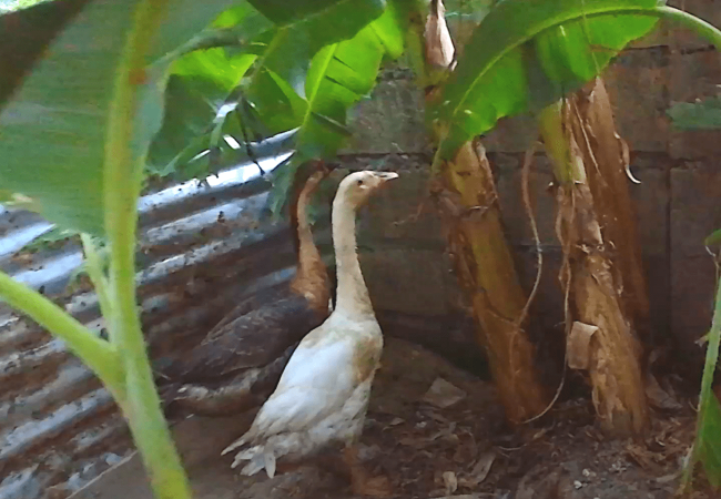 Bakit at Paano Mag-Quarantine ng Bagong Dating na Alaga sa Farm