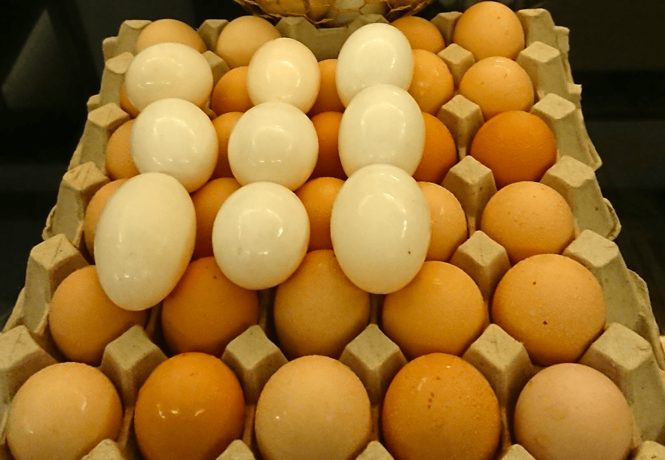 Benepisyo ng Pagpapakain ng Dinikdik na Egg Shells sa mga Rhode Island Red