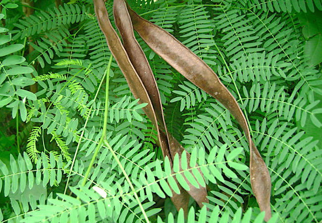 Gaano Karaming Ipil-Ipil Leaves ang Dapat na Ihalo sa Pagkain ng mga Manok at Kambing?