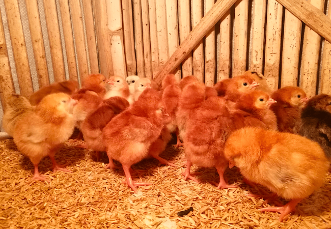 Ilang Grams Dapat ang Good Quality na Newly Hatched Rhode Island Red