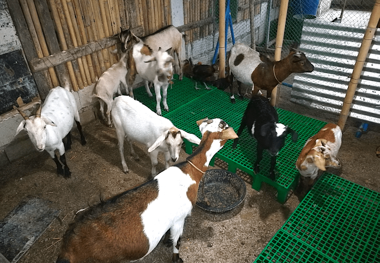 Ilang Kilong Forages at Legumes Ang Dapat na Kinakain ng Kambing at Bakit?