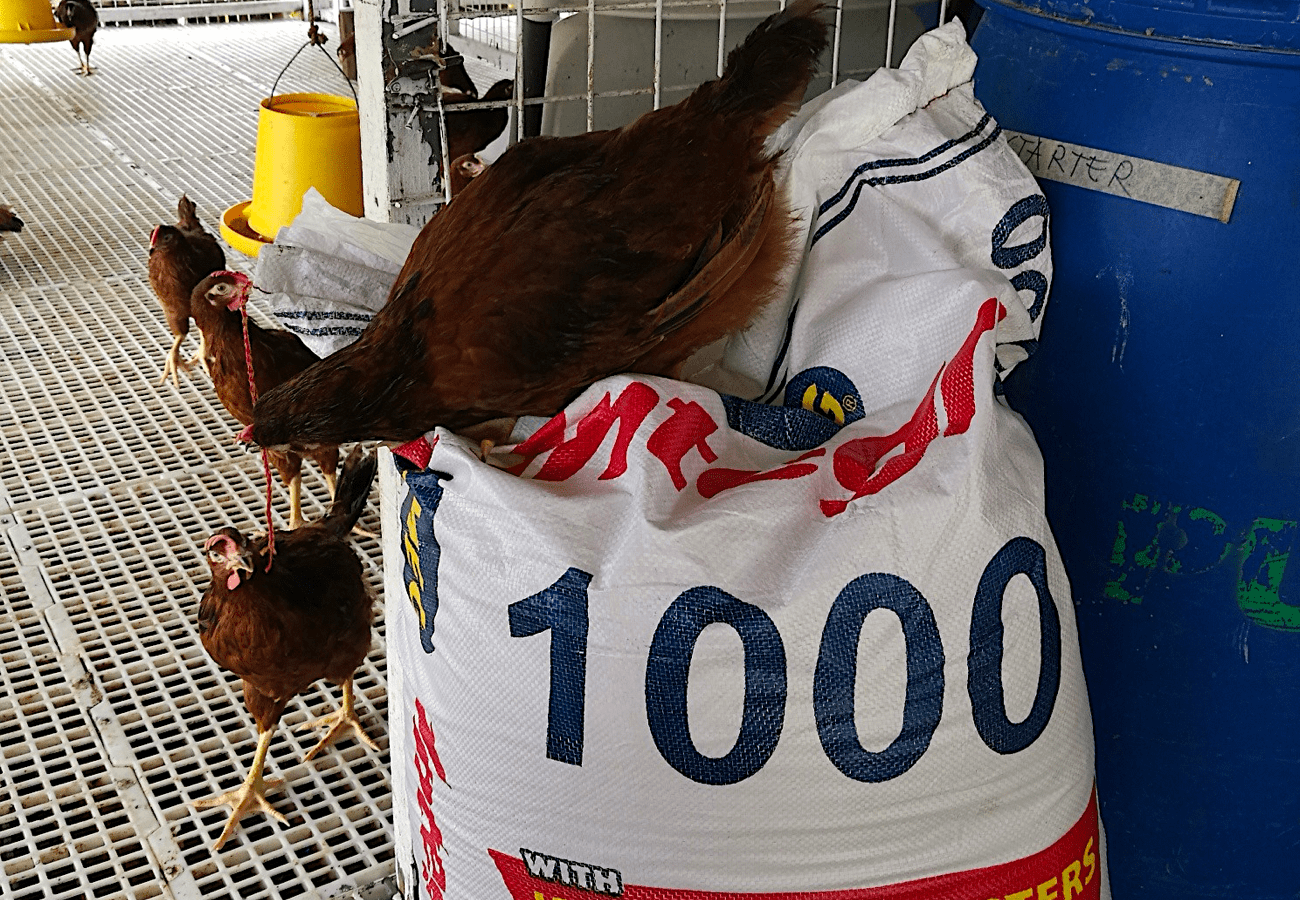 Klase at Timbang ng Pagkain ng Rhode Island Red Mula Day 1 Hanggang Sa Maging Layer Ito