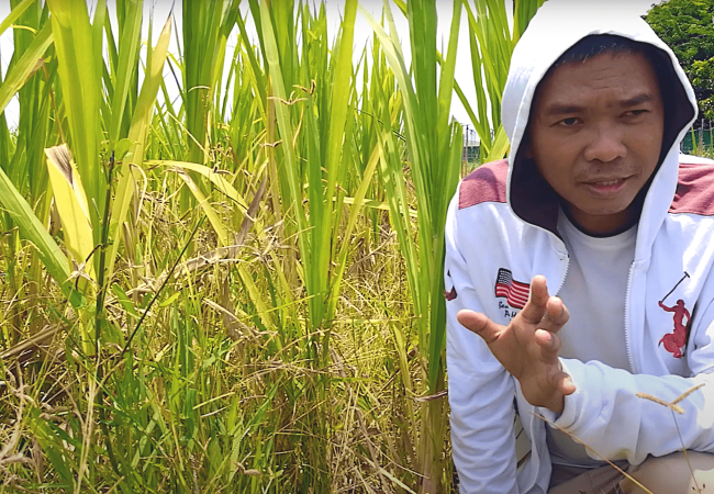 Magandang Pakinabang sa Hindi Magandang Karanasan sa Pagpapatanim ng Palay