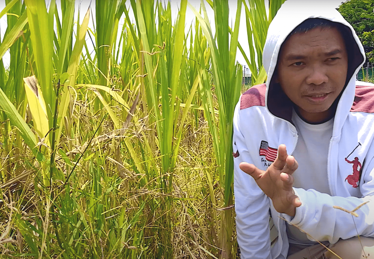 Magandang Pakinabang sa Hindi Magandang Karanasan sa Pagpapatanim ng Palay