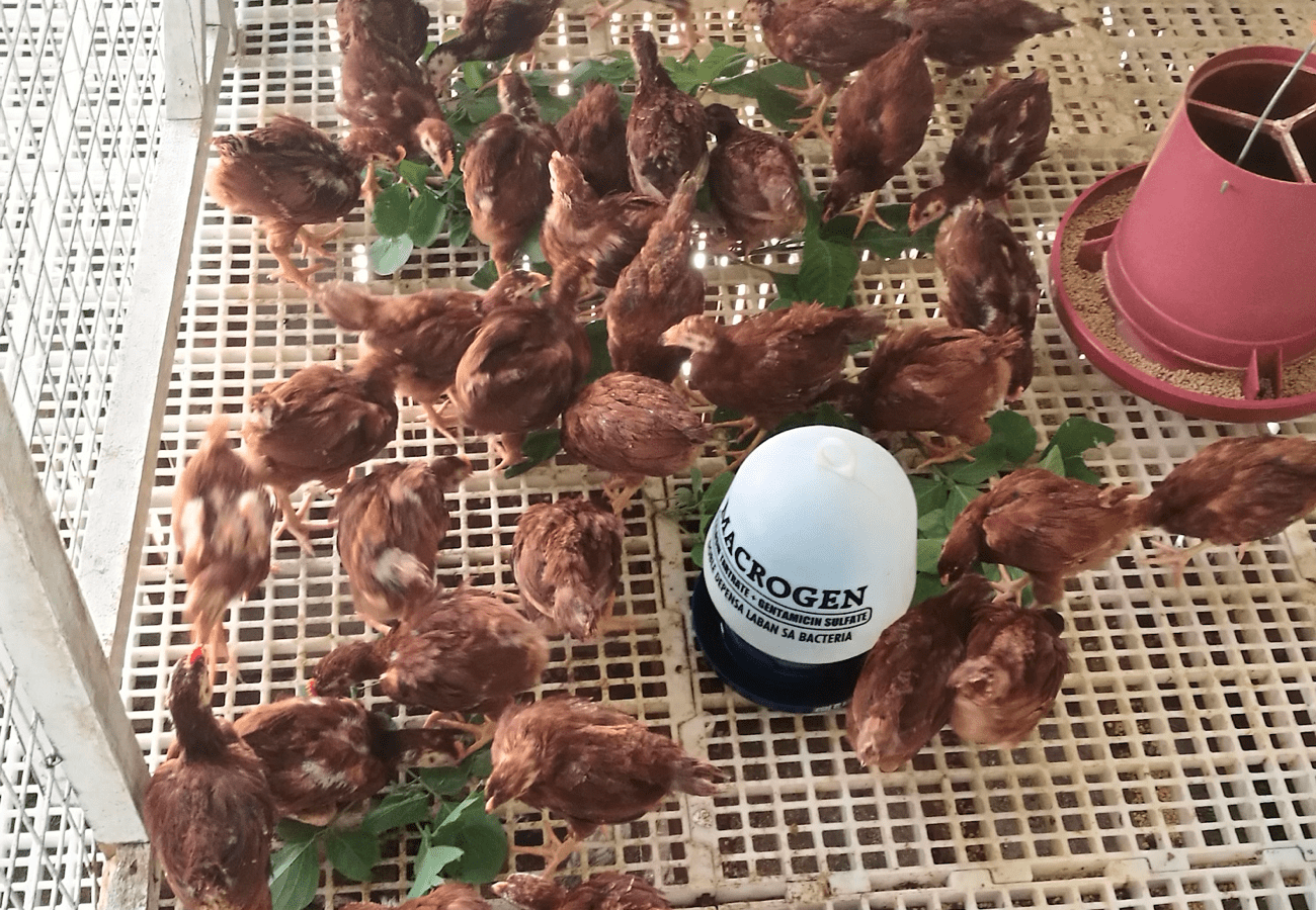 Mga Do’s And Don’ts at Tips About Sa Waterer O Palatubigan ng mga Rhode Island Red