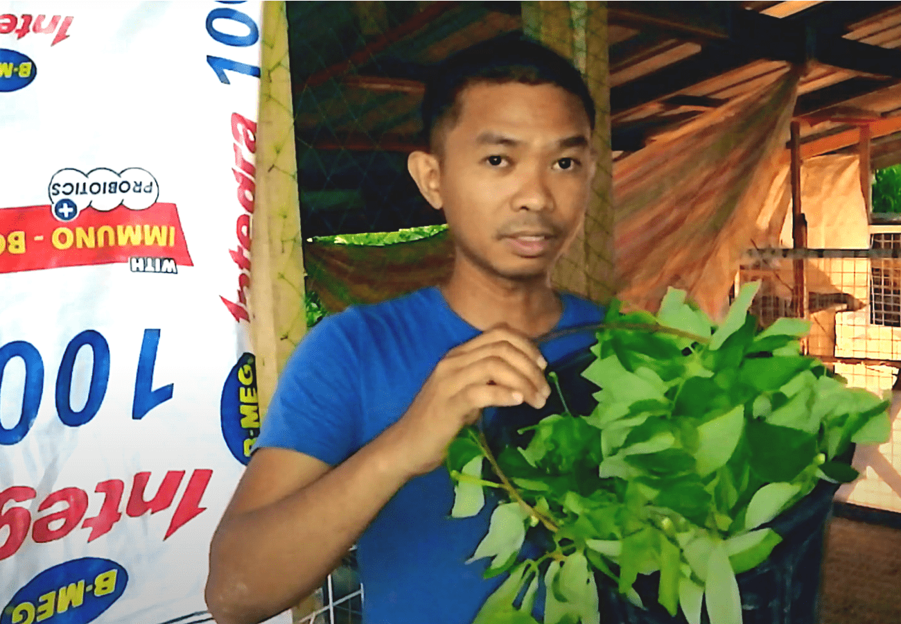 Organikong Paraan Para Maiwasan ang Hanep at Mabahong Amoy ng Dumi ng Hayop sa Ipa