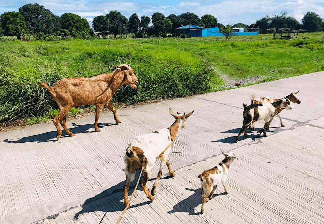 Paano Gamutin ang Pilay na Kambing