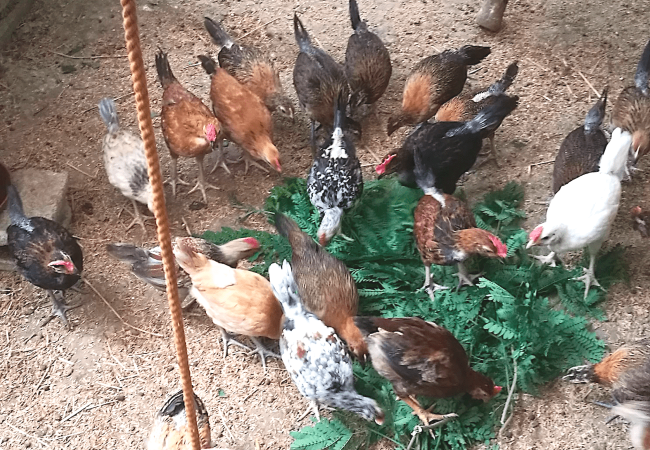 Paano Ihanda ang mga Native Chicken Bago Sila Pakawalan sa Free Range Area