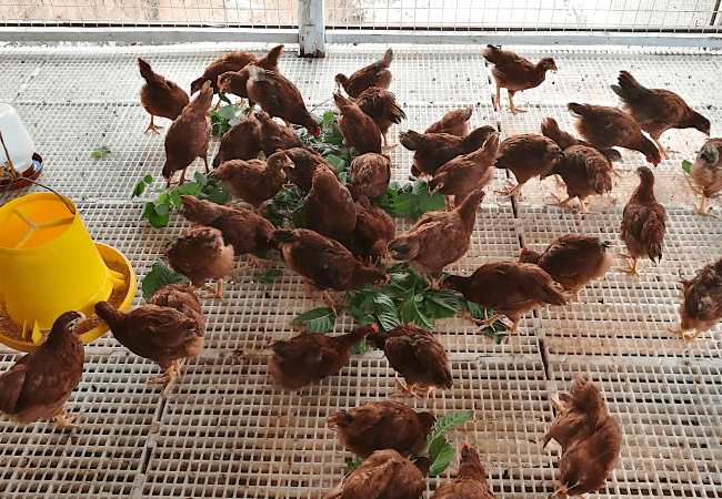 Paano Maiiwasan ang Feather Pecking sa mga Rhode Island Red-min