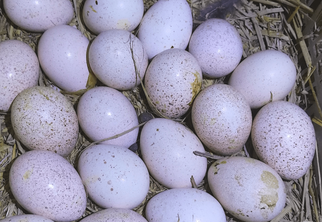 Paano Tukuyin ang Gender ng mga Poultry Animals sa Pamamagitan ng Pagkilatis sa Hugis ng Itlog