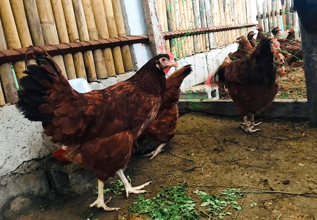Paano ang Pagbabakuna ng Fowl Pox Vaccine sa mga Rhode Island Red