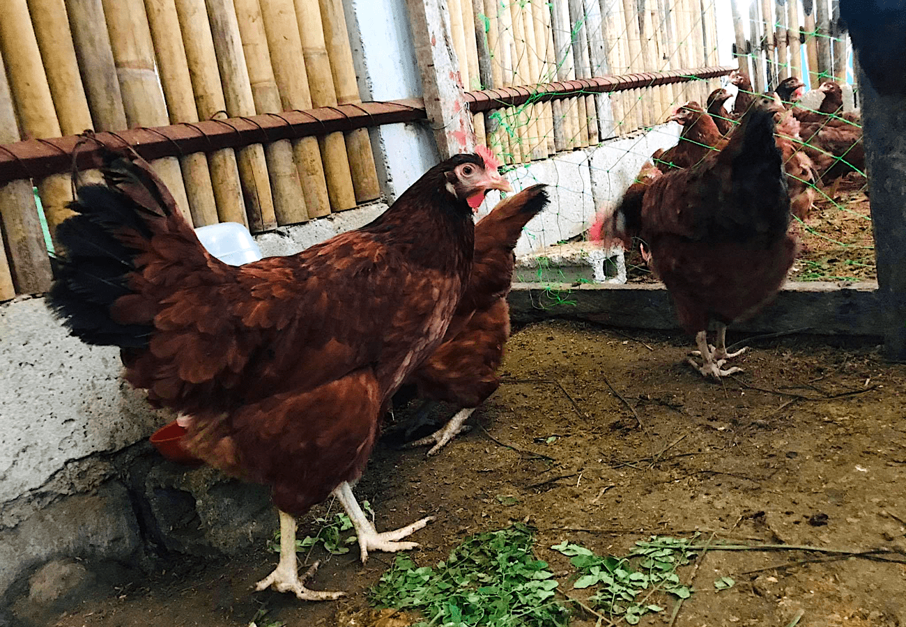 Paano ang Pagbabakuna ng Fowl Pox Vaccine sa mga Rhode Island Red