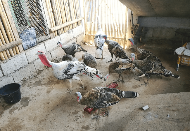 Paano at Bakit Kailangang Paliguan Ang Mga Pabo (Turkey)