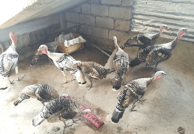 Paano at Tuwing Kailan ang Pagpupurga sa mga Pabo