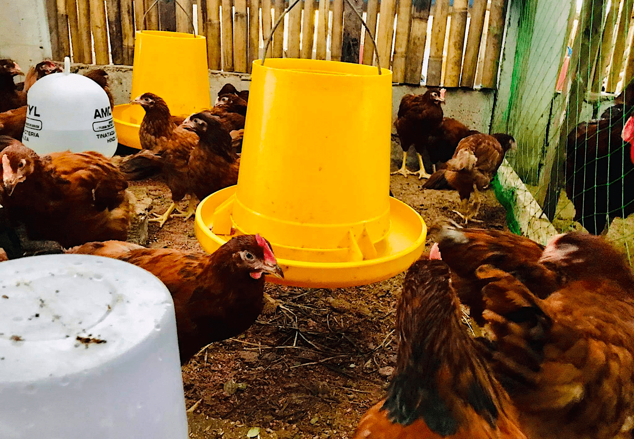 Paano at Tuwing Kailan ang Pagpupurga sa mga Rhode Island Red?