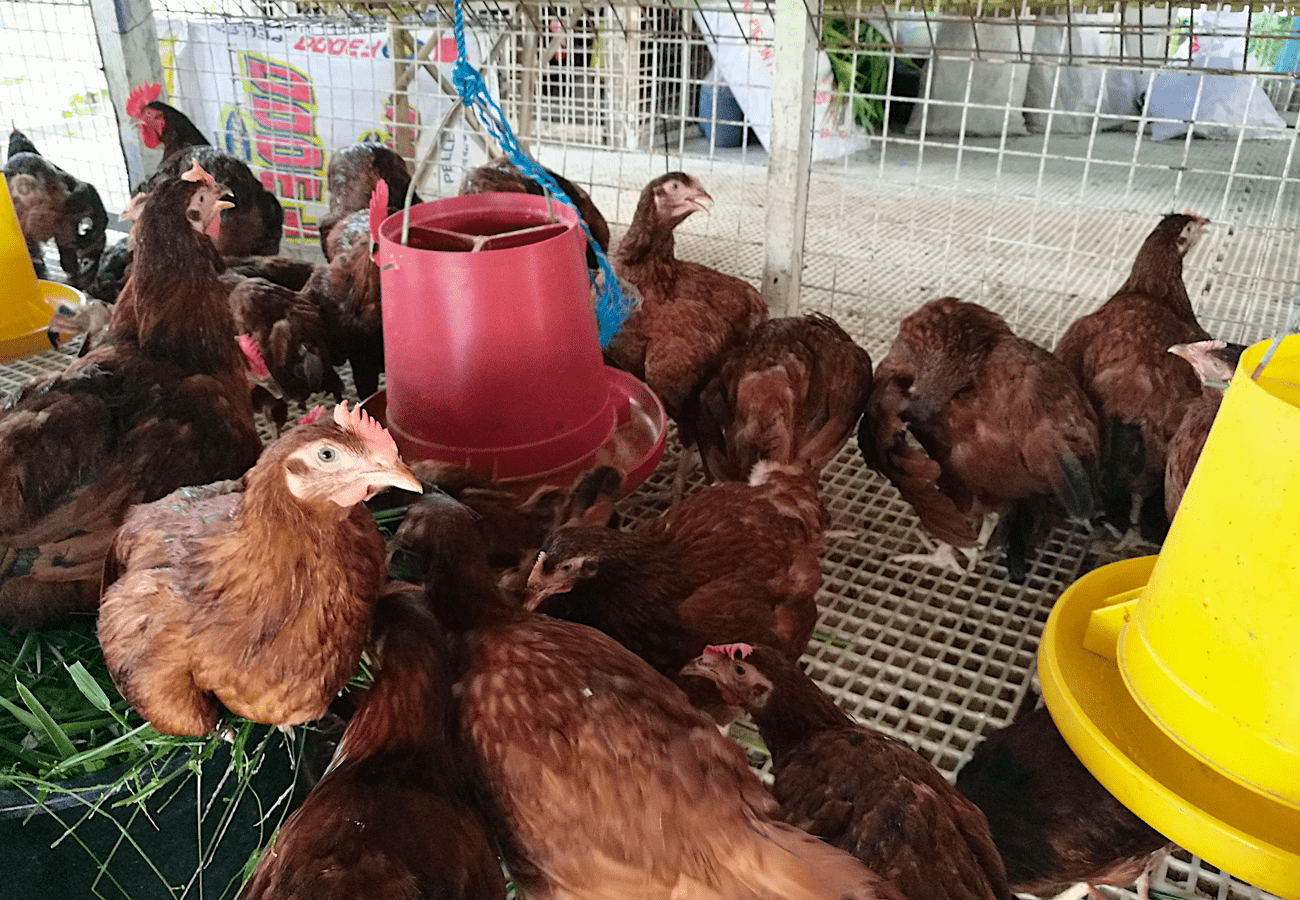 Paraan ng Paglalagay ng Marker sa mga Rhode Island Red Breeders