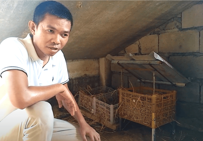 Reason Why Pinaghiwalay Namin ang Nest ng mga Muscovy at Cherry Valley Ducks