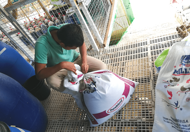 Tipid Tips sa Pagpapakain ng Pekin, Muscovy at Mallard Ducks