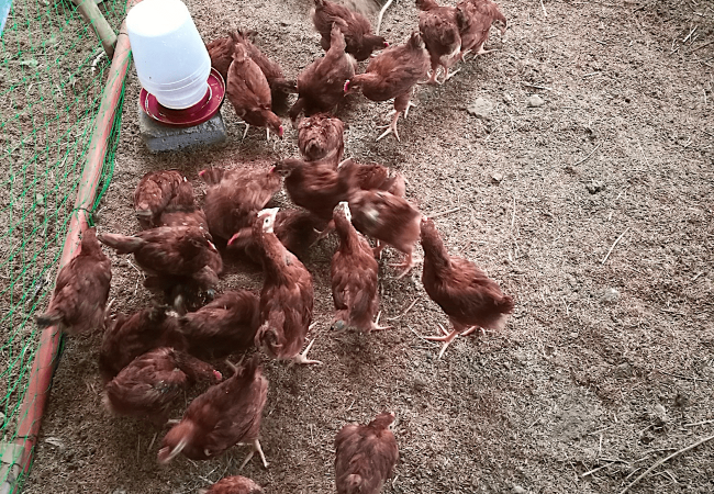 Tips Bago Pakawalan Sa Free-Range Area ang mga 9-Week-Old Rhode Island Red