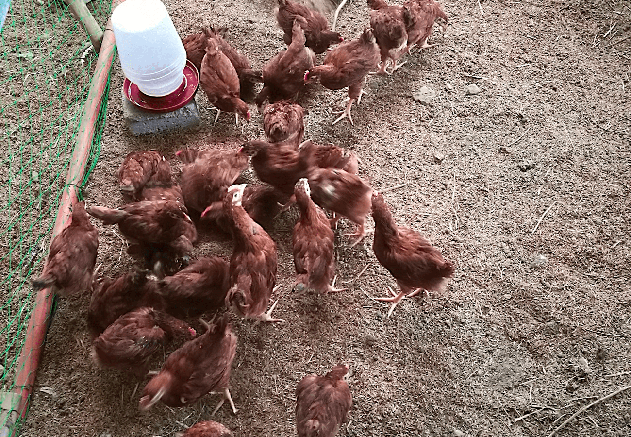 Tips Bago Pakawalan Sa Free-Range Area ang mga 9-Week-Old Rhode Island Red