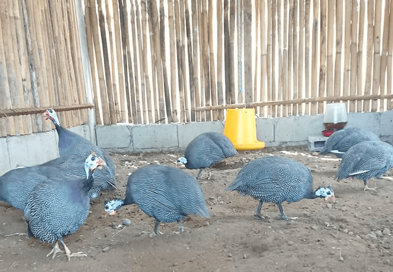 Tips Kapag Ililipat na ang mga Guinea Fowl o Benggala sa Acclimatization Coop