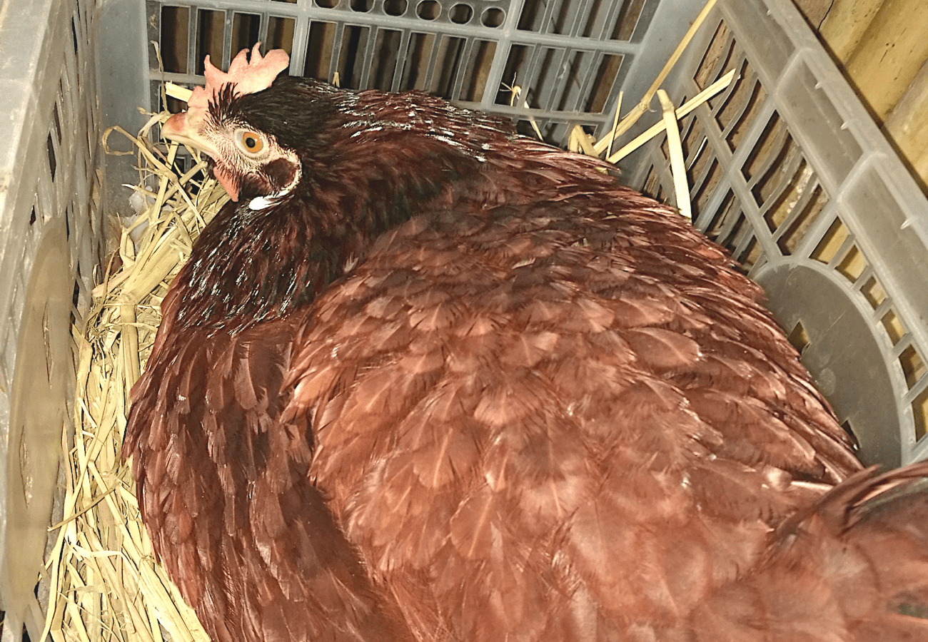 Tips Kapag Nagpapalimlim ng Rhode Island Red Eggs sa Muscovy Ducks